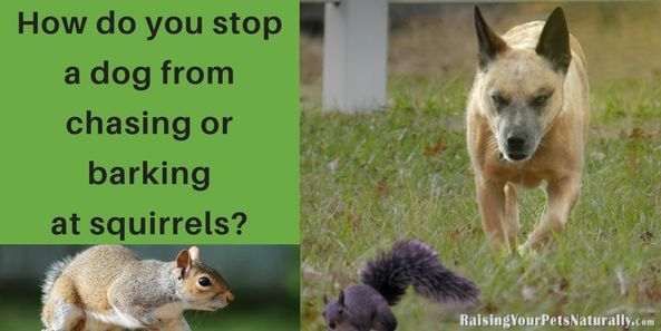 How do you stop a dog from chasing or barking at squirrels? --> buff.ly/2oX2qFO Learn how to stop the madness! #dogtraining #positivedogtraining #dogbehavior #dogtrainingtips #puppytraining #puppytrainingtips #toledodogtraining