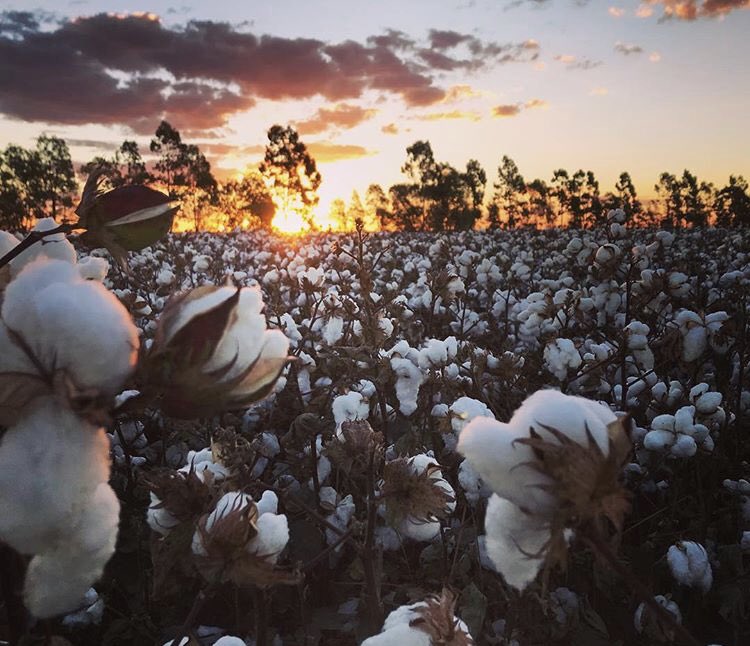 Aussie Cotton. Why would you wear anything else? #WorldCottonDay #aussiecotton