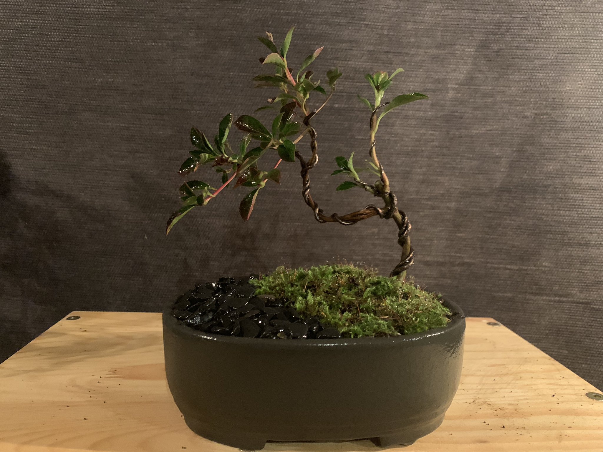 楽しい盆栽日記 ドウダンツツジの盆栽をまた作りました アクアテラリウムの黒い砂をつかってみました なんとなくモダンな感じになりました 盆栽 ミニ盆栽 ドウダンツツジ