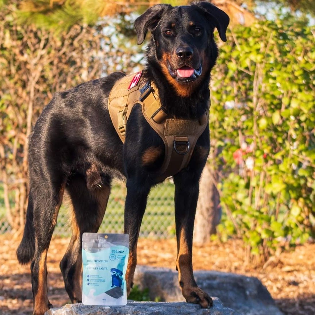 seadnacanada's tweet photo. Here are the 5 reasons why SeaDNA Seal Meat Snacks are a great healthy choice for your pupper:
100% Natural Wild game 
Very nutritious
Low in fat and calories
Hypoallergenic
"Phoquing" delicious
👉https://t.co/njZGO9axQH
#sealmeat #dogtreats #sustainable #canadian #protein https://t.co/3Iom9Db3Rv