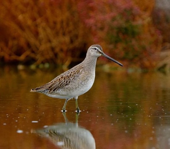 Axios_Delta's tweet image. Ένας σπάνιος επισκέπτης από τη Σιβηρία, ένας λιμνοδρόμος Limnodromus scolopaceus, έχασε το δρόμο του προς την αμερικανική ήπειρο και βρέθηκε στο… παράκτιο ανάχωμα Καλοχωρίου - Δέλτα Αξιού. Τρίτη καταγραφή για την Ελλάδα.
Φωτό: Κώστας Σταφυλίδης.