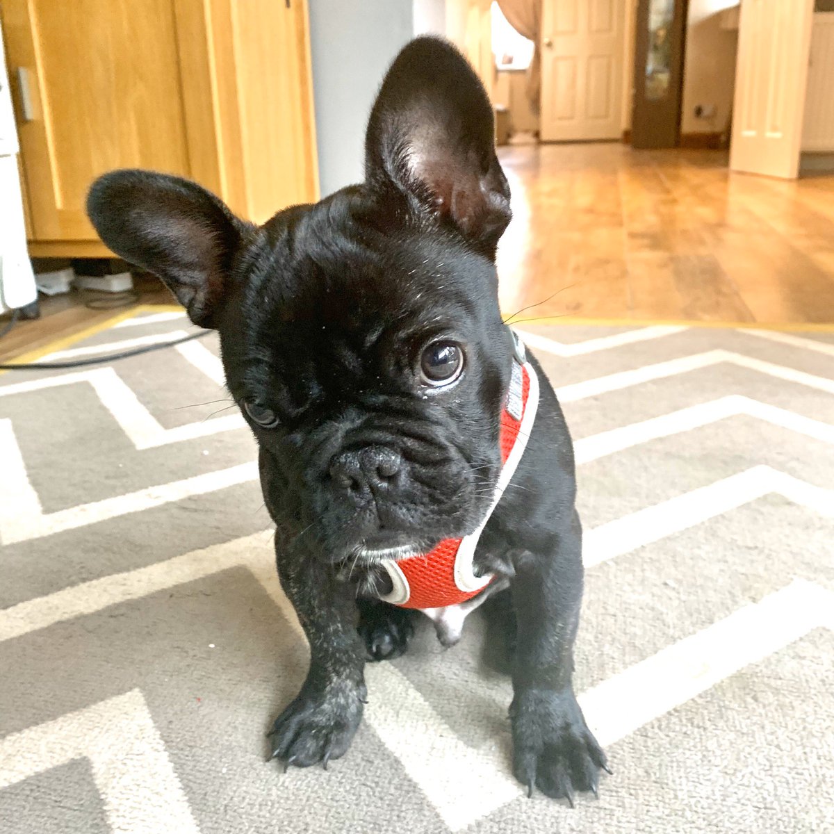 metcuf's tweet photo. Winston is a 16 week French Bulldog puppy. The main problem to overcome was his refusal to walk on a lead. With lots if positive reinforcement and high value treats he very quickly learned that it is actually fun to go for a walk. Such a delight!!
@mbarkdogtrain https://t.co/i4lOVc7qgo