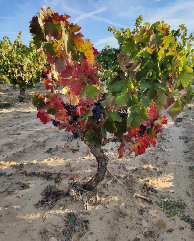 Bodegas Zifar tweet media