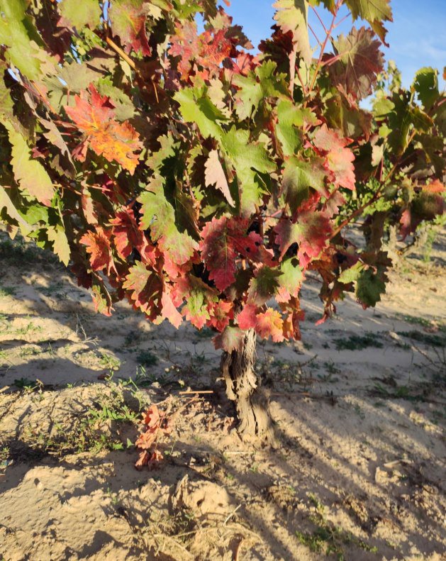 Felices de empezar la #Vendimia2019 de nuestras viñas de #BodegasZifar