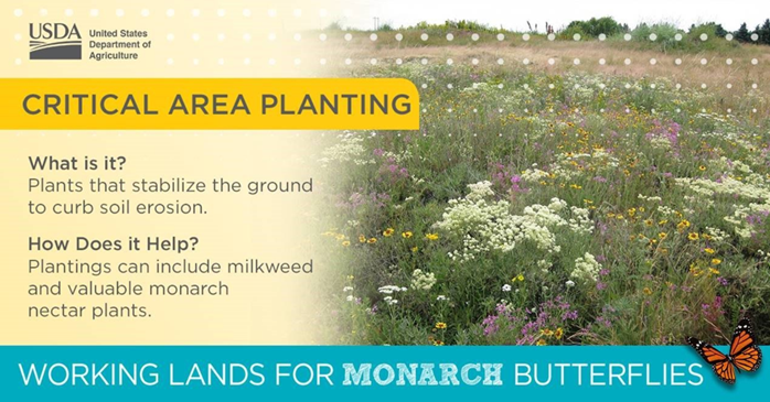 USDA_NRCS's tweet photo. By improving their lands, farmers are improving monarch habitat. https://t.co/sb5JWYFtMQ #MonarchMonday https://t.co/j2AiAfwbBQ