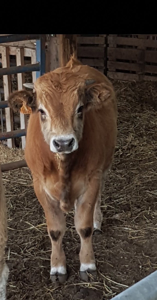 EuropeDirectPyr's tweet photo. #Alberapastur de la théorie à la pratique: visite de terrain sur une exploitation pour comprendre les enjeux du pastoralisme en zones méditerranéennes
#DFCI @Natura2000FR
@CTPPOCTEFA @EUinmyRegion
@leDepartement66 @Occitanie https://t.co/n9l85h3dEZ