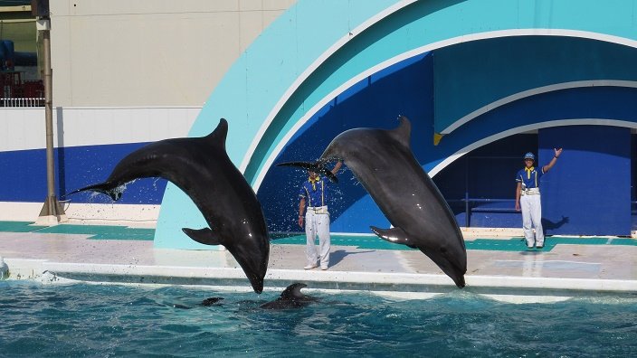 髭公爵 ひげこうしゃく Na Twitteru これは かろうじてシャチとわかるかな なお イルカもシャチもショーの楽曲が変わってて ちょっとこれは残念 どちらも知らない曲に 以前はイルカショーがダイアナ ロスの恋はあせらず シャチショーがケルティック 髭公爵 ひげこうしゃく Na Twitteru これは かろうじてシャチとわかるかな なお イルカもシャチもショーの楽曲が変わってて ちょっとこれは残念 どちらも知らない曲に 以前はイルカショーがダイアナ ロスの恋はあせらず シャチショーがケルティック