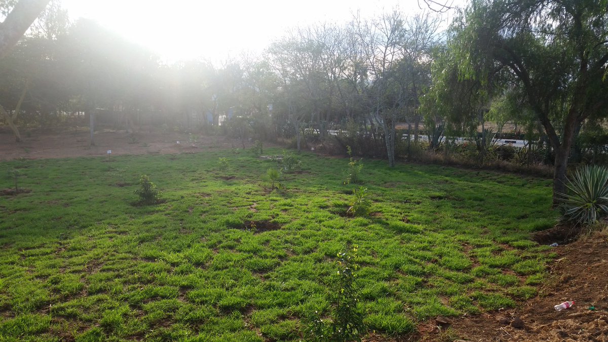 GreenDaystarKE's tweet photo. Phase 1 of carpet grass that was planted after the #DaystarTreePlanting event in August. Future plans include: Putting up gazebos &amp; study points for students &amp; staff with solar street lighting for easy access at night. #GreenDaystar  @WaweruAvram @DaystarUni https://t.co/7IIb1aSaZO