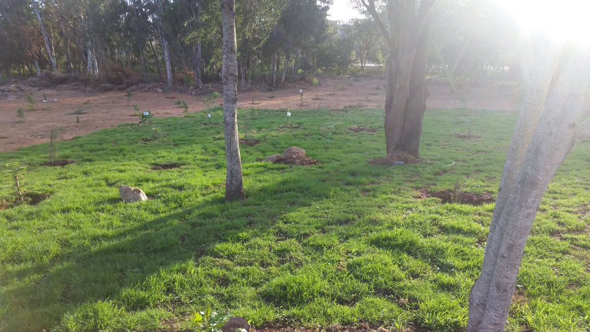 GreenDaystarKE's tweet photo. Phase 1 of carpet grass that was planted after the #DaystarTreePlanting event in August. Future plans include: Putting up gazebos &amp; study points for students &amp; staff with solar street lighting for easy access at night. #GreenDaystar  @WaweruAvram @DaystarUni https://t.co/7IIb1aSaZO