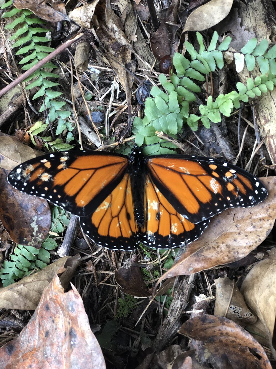 MaxPeple's tweet photo. The one who won’t make it. Beautiful, tired and tattered - his finish line lies here on the banks of a forest line in Virginia. #FlightOfTheMonarch #MonarchButterfly #Nature https://t.co/sAqFjNWxMe