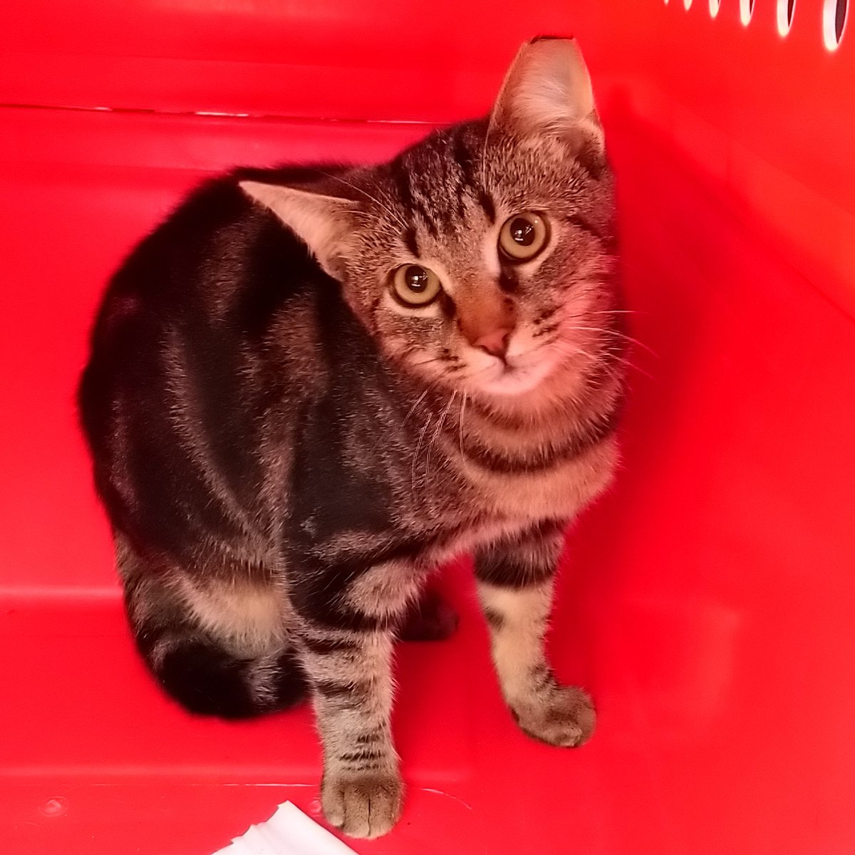 catchintalesbg's tweet photo. This boy really didn't like me! At least he's neutered, back home and my hands are safe from his swiping! 
.
#catchintales #TNR #trapneuterreturn #feralcats #streetcat #streetlife #catman #catdad #catlovers #catmendo #cats #spayandneuter #animalwelfare #bulgaria #catsofbulgaria https://t.co/4mABMFdxmX