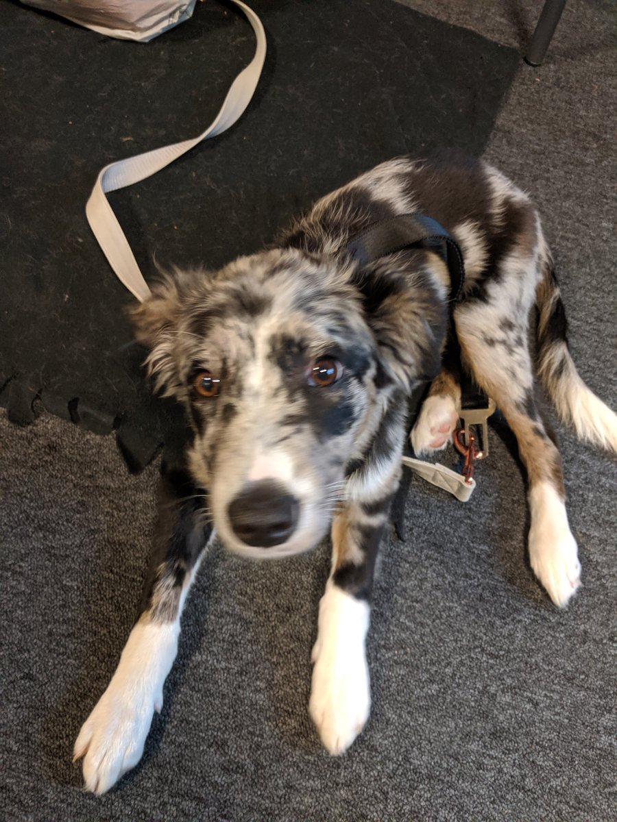 The best way to get over RuneFest blues, another doggo in the office ❤️