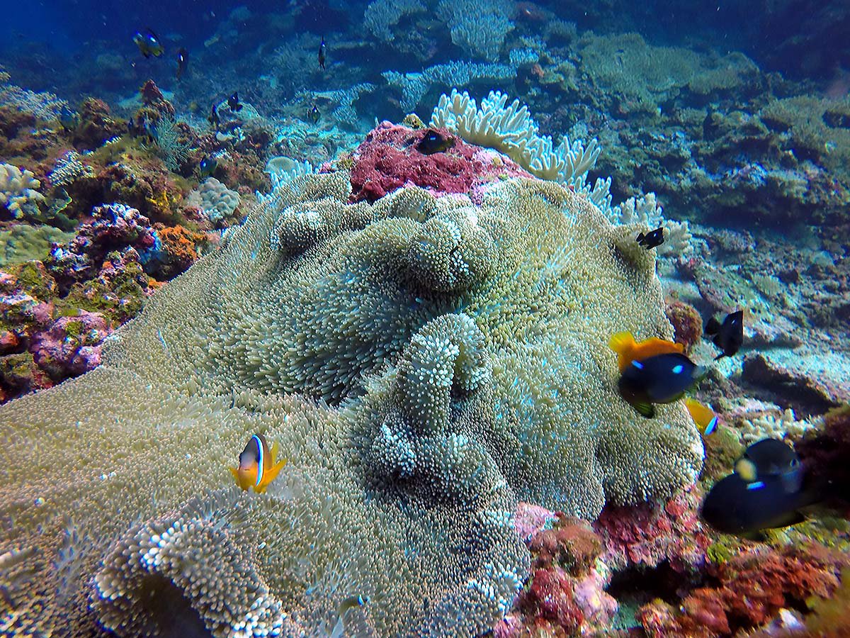 PaulGauguin's tweet photo. Polynesia’s translucent, shimmering aqua lagoons are begging to be explored. And there’s no better place to do so than from the m/s Paul Gauguin's retractable watersports marina, where you can embark on an optional SCUBA adventure. https://t.co/bXW16efns0