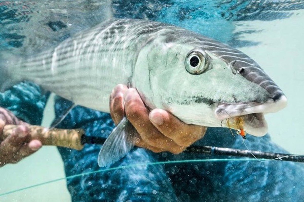Catch & Release of the day around Chub Cay Resort & Marina! Starting the week off with weekend trips in mind… Join our #MakersMiles Rewards Program: bit.ly/MakersMiles #mondaymotivation #bonefish #MakersAir #DestinationsMade #FortLauderdale #thebahamas