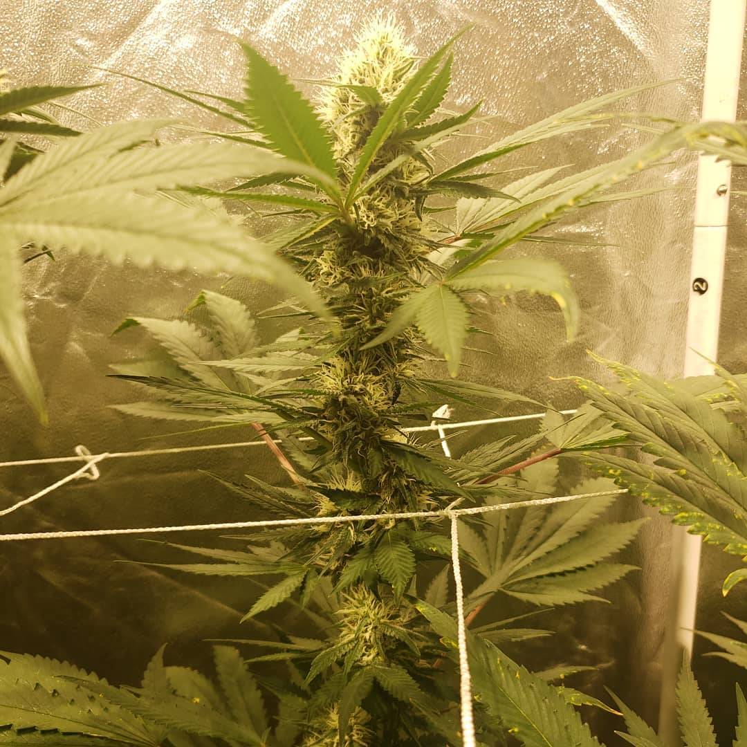 spliffseeds's tweet photo. Shes really putting weight on.. 6 weeks in flower. Jack F1 bred by @spliffseeds grown in no till living soil mix as organic as I possibly can Grown under 315w cmh
https://t.co/eMhvqyjeuI
#jackf1 #spliffseeds #cannabis #seeds https://t.co/wiLHySffKY