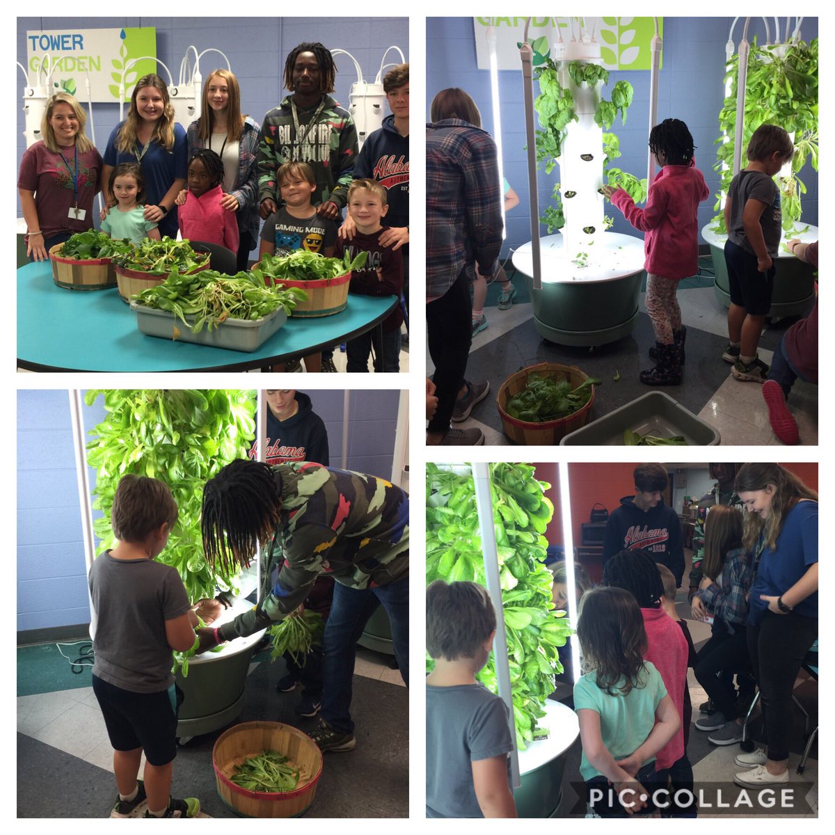 The Horticulture 1 class joined with West Amory Elementary in harvesting the tower gardens the elementary children had planted. An abundance of lettuce and basil will be made into salads and pasta salad this week for all students to taste.  Thank you ! We loved it!