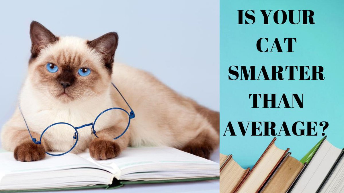 HumaneGoods's tweet image. Ever wonder what the 7 smartest cat breeds are? Want to learn if YOUR cat is smarter than average? Watch our newest video: youtube.com/watch?v=X0MxQr…  Make sure to share! #cat #cats #petcare #catcare #kitten #kitty #feline #