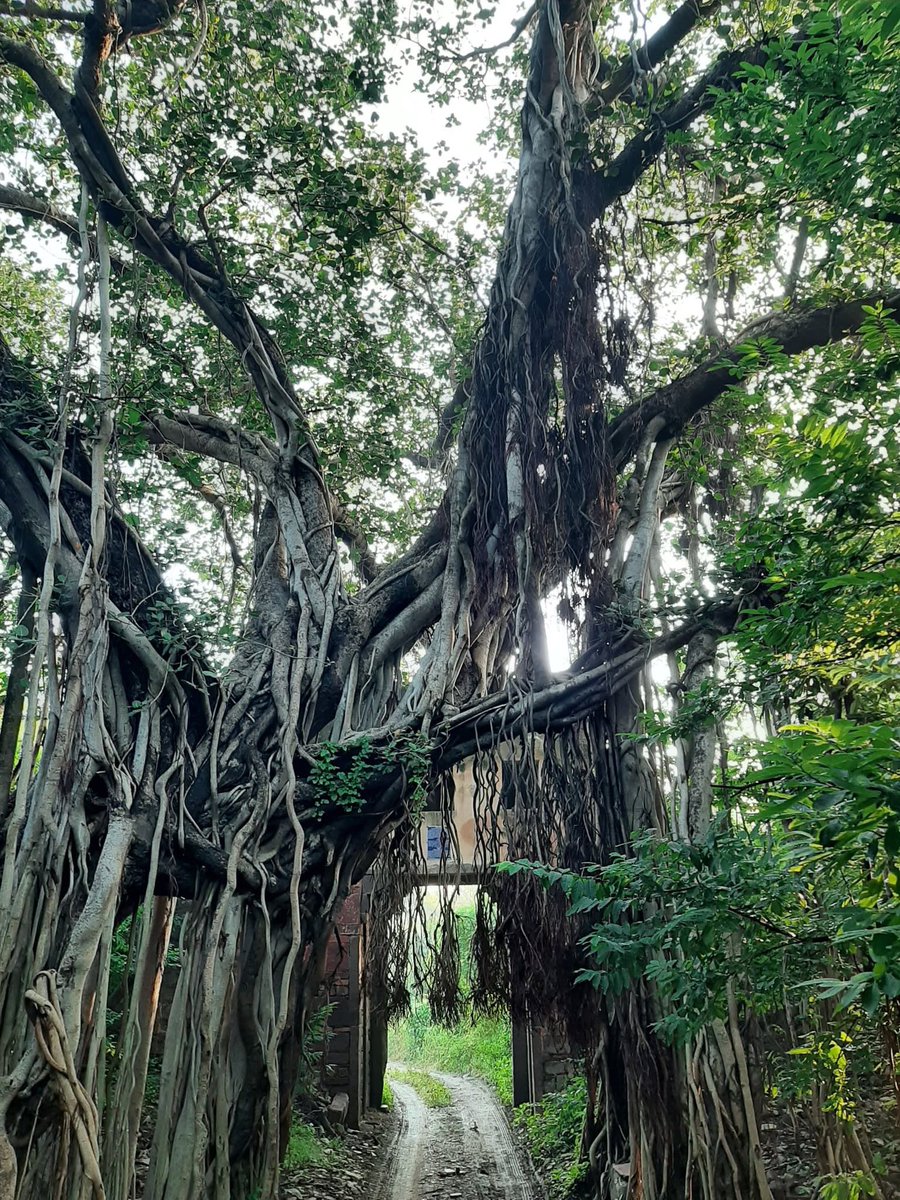 Second oldest Banyan Tree after Kolkata #Ranthambor