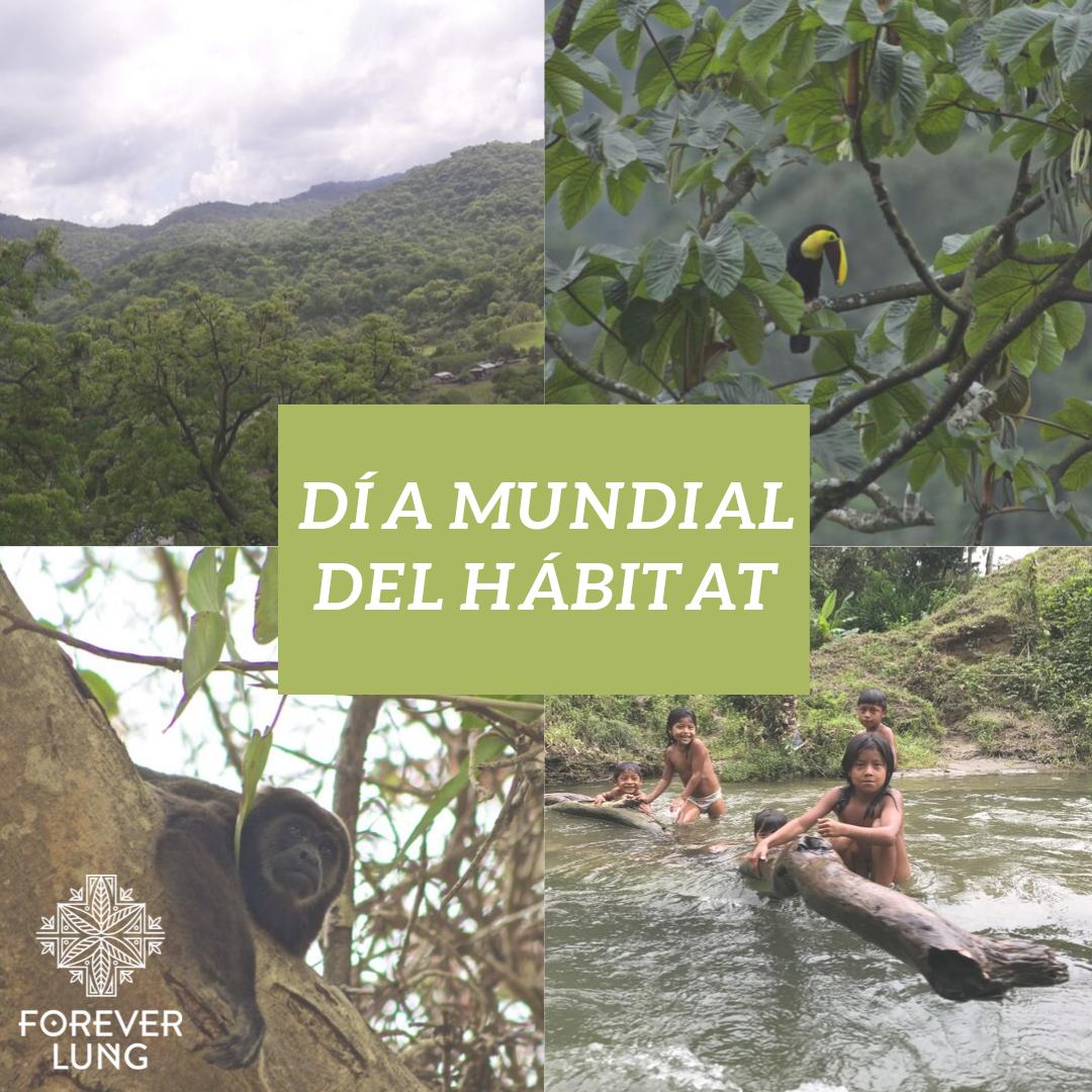 4everlung's tweet photo. Hoy celebramos el día mundial del hábitat, una fecha importante para hacer conciencia, cuidar de nuestro entorno y asegurar nuestra supervivencia y de las futuras generaciones.

RECUERDA: ☝️No tenemos PLANeta B, la tierra es nuestro único HÁBITAT🌍🦋🌿🐒

#diamuandialdelhabitat https://t.co/S5Grx1VVHR