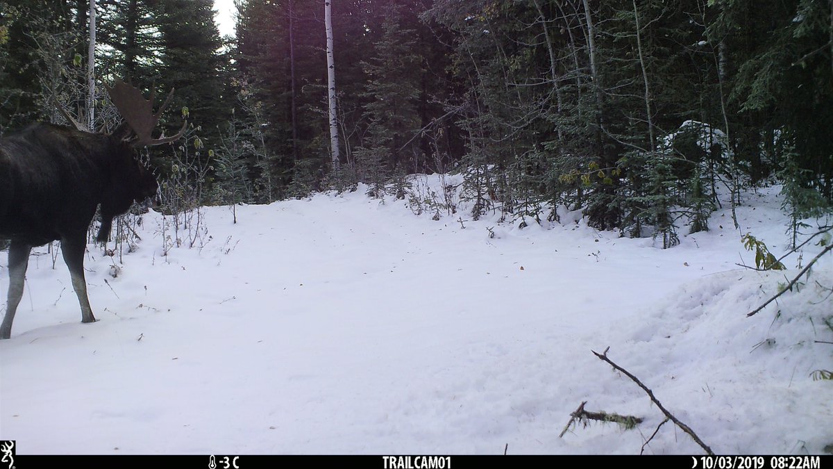 viv_iam's tweet photo. #Moose Monday โฆ a couple of big boys wandering the woods. ๐ช๐ช๐ช #wildlife #albertawildlife #notacamel https://t.co/T5rG8DdhVp