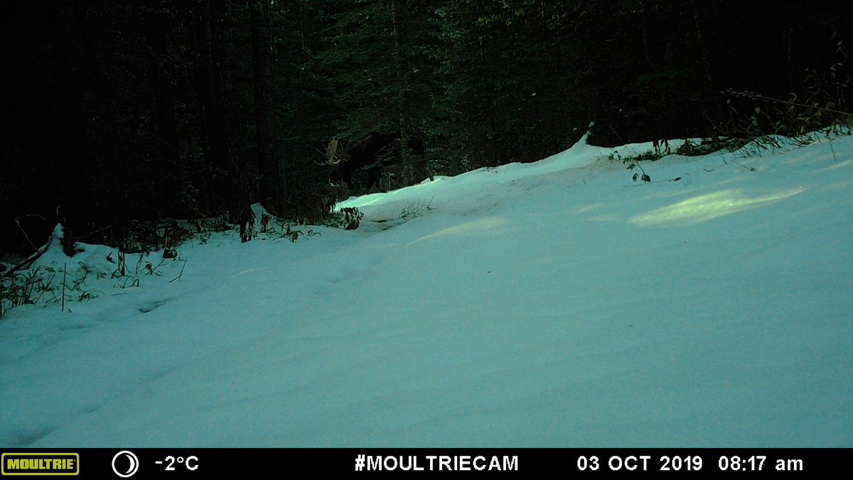 viv_iam's tweet photo. #Moose Monday โฆ a couple of big boys wandering the woods. ๐ช๐ช๐ช #wildlife #albertawildlife #notacamel https://t.co/T5rG8DdhVp