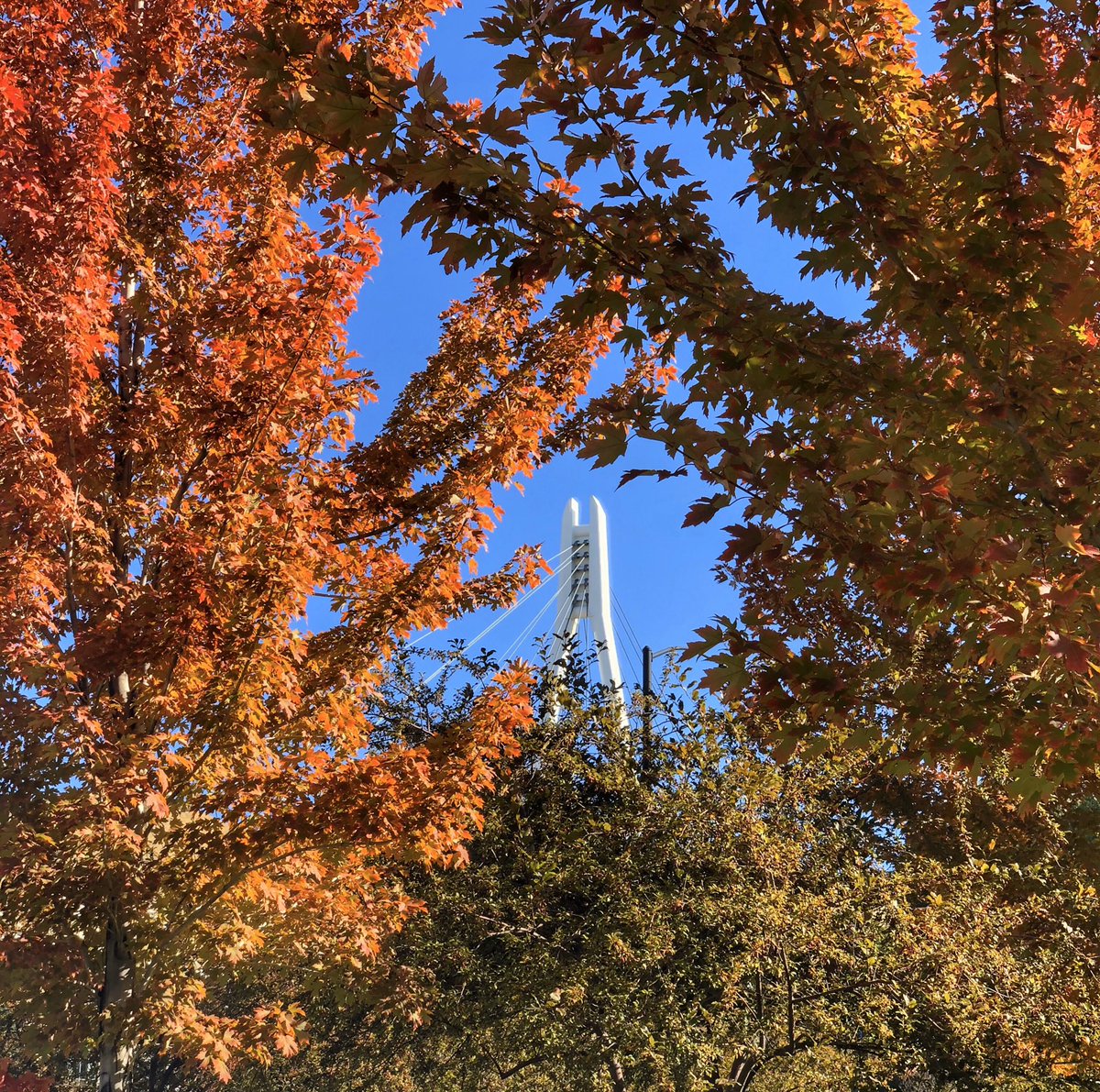 University of Utah tweet media