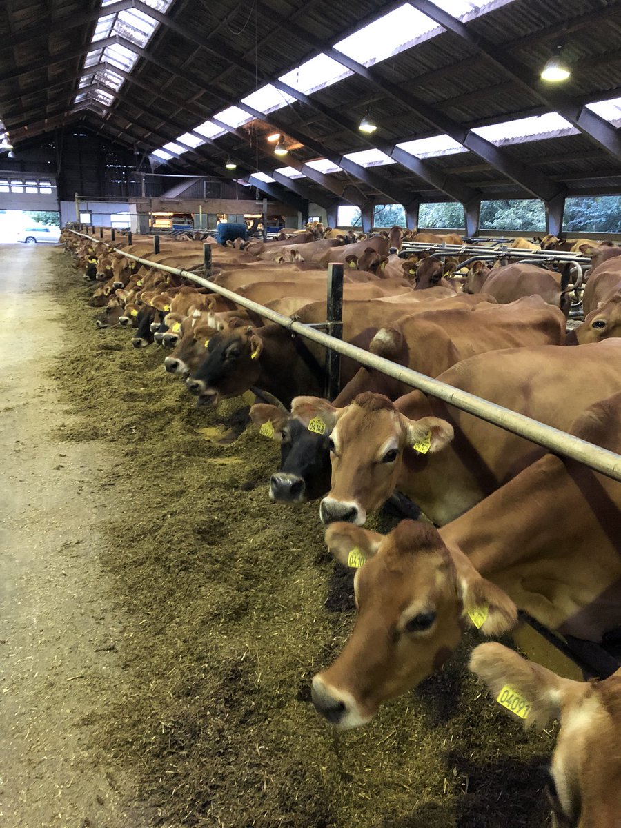 Out in Denmark selecting some more heifers. Great units and terrific cattle <a href="/BOBLIVESTOCK/">Best of Breed Livestock</a>