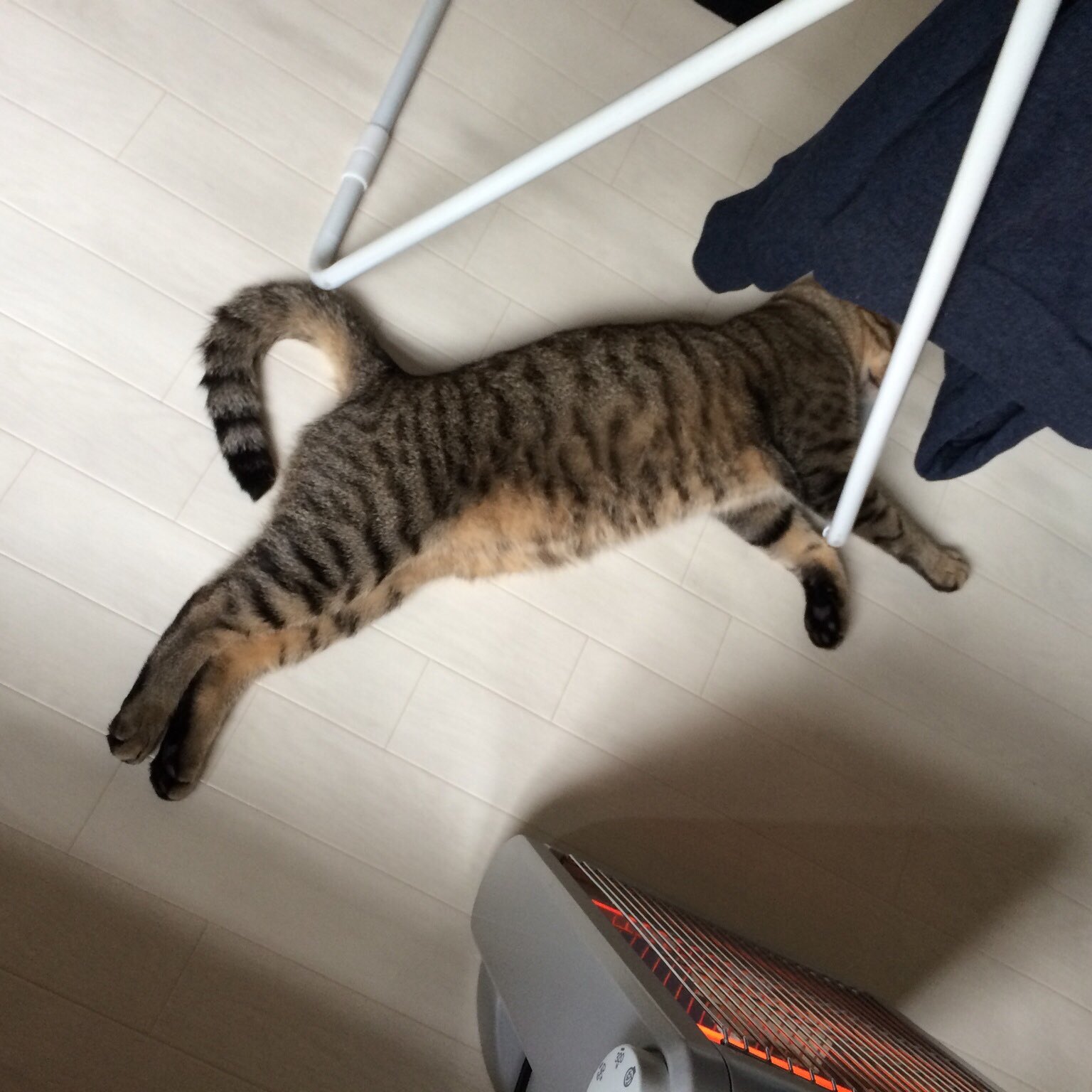 ダブルレモン 迷子猫 迷い猫 保護猫 追記で 寝転んでいる画像と上からの画像です 尻尾は長く真っ直ぐです 立っている横からの画像が見当たらずですみません T Co Weeg3mkprg Twitter