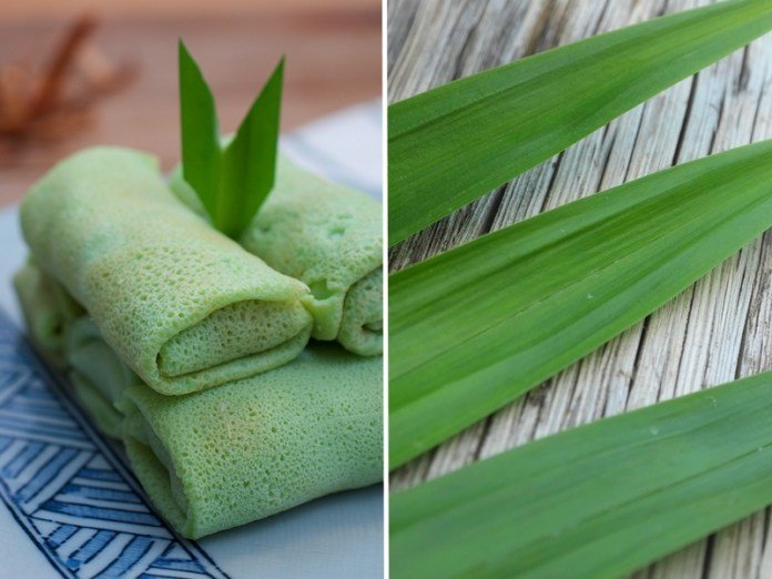 Alsagarden's tweet image. Connaissez-vous le #Pandanus ? La célèbre et très médiatique chef anglaise Nigella Lawson a déclarée qu’il s’agissait du “nouveau #matcha” ! Découvrez cette #plante #tendance : alsagarden.com/blog/le-pandan… #Potager #PlantesComestibles #Jardinage #Alsagarden