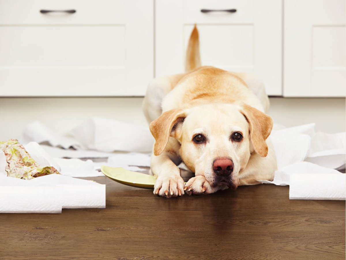 Harris Wood On Twitter October Is Adopt A Shelter Dog Month But