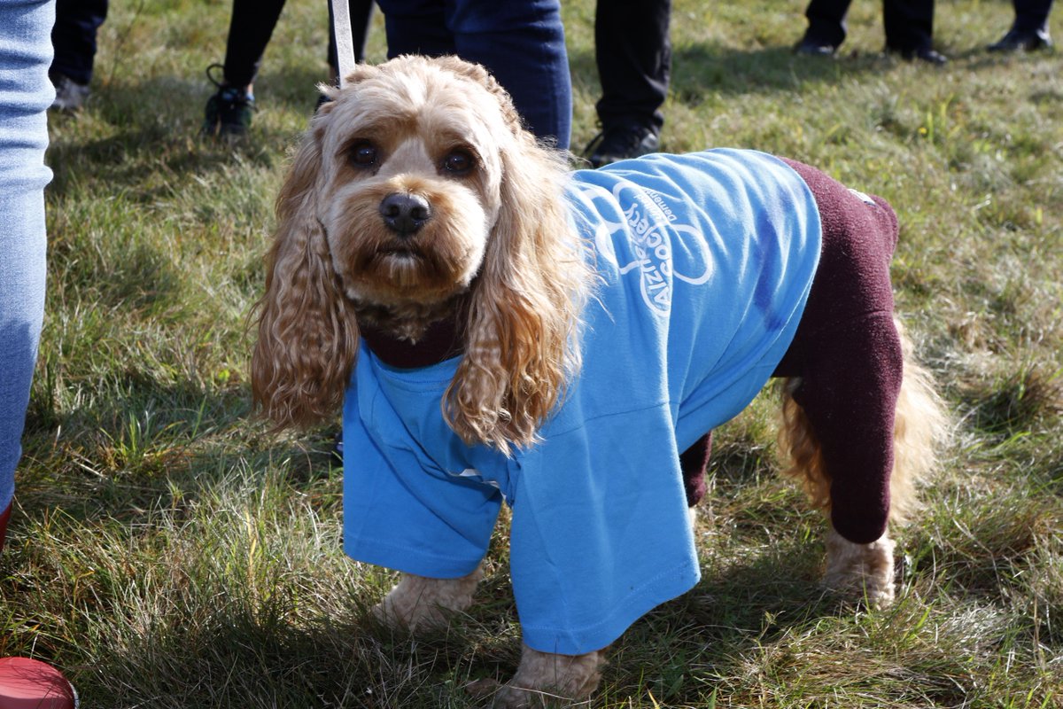 alzheimerssoc's tweet photo. Congratulations to everyone who completed a #MemoryWalk over the weekend! We loved walking with you and hearing your stories.
There's still time to sign up and #WalkFor a loved one. Choose your walk here: https://t.co/Ts5RUz5zwB https://t.co/O9fi4A98St