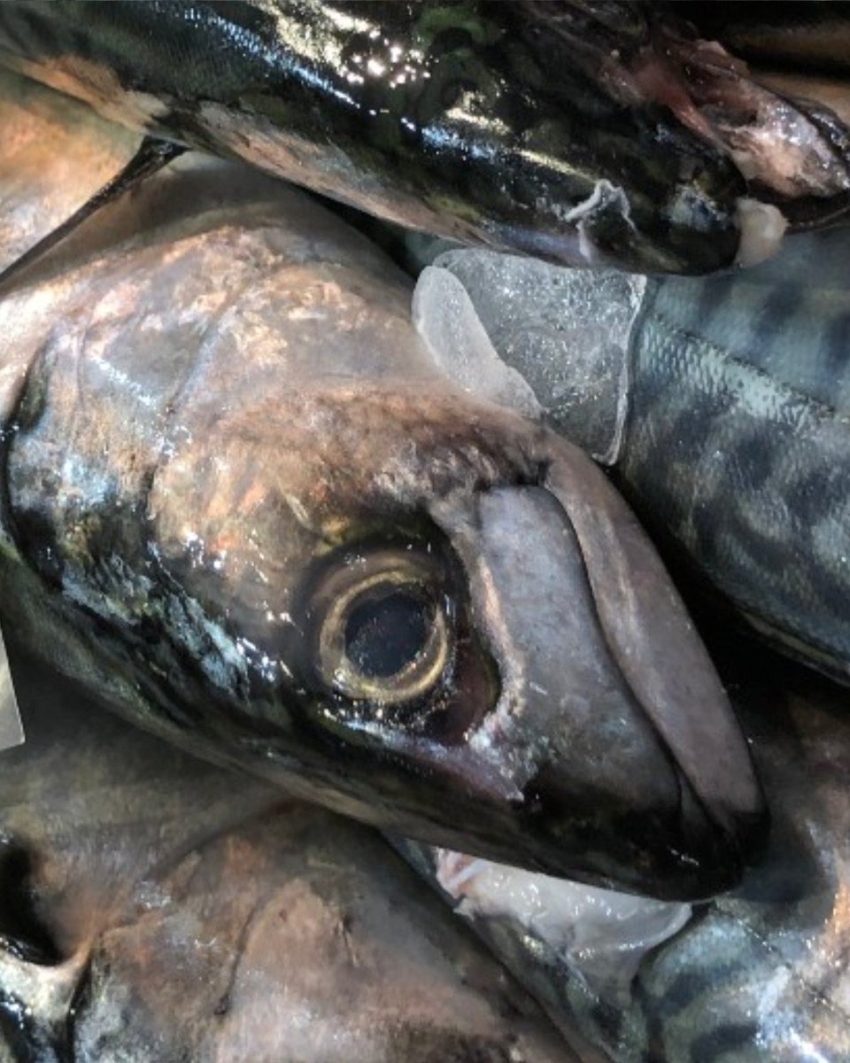 Doncaster_Mkts's tweet photo. **Fish is the Dish**
It's Sea Food Week and we are celebrating🎉 just take a look at some of  the beautiful fish and crustaceans we have on offer here at Doncaster Market.🦀🐟#SeaFoodWeek Fish is the dish Visit Doncaster Love Your Local Market #fish https://t.co/2QoqiXt8LD