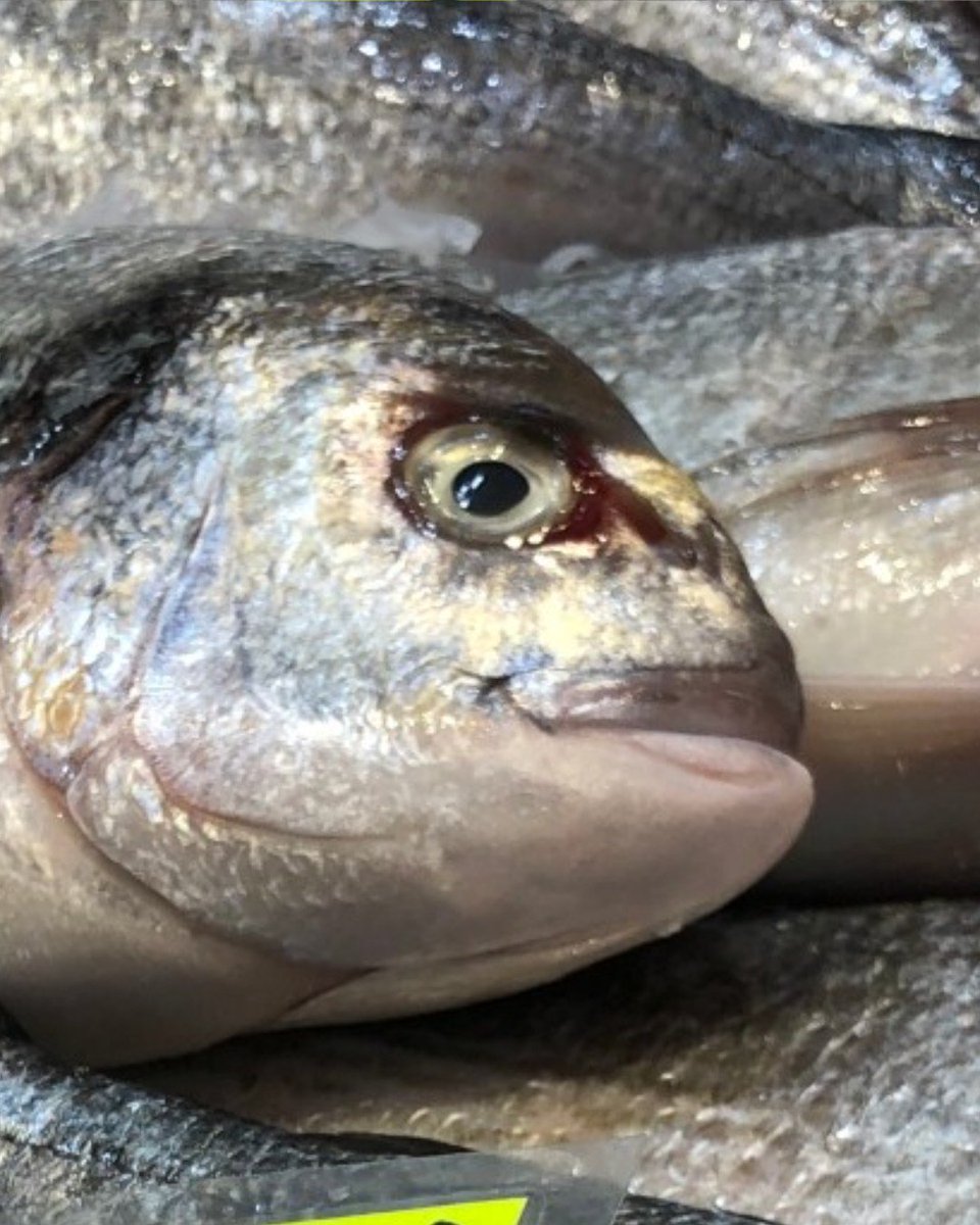 Doncaster_Mkts's tweet photo. **Fish is the Dish**
It's Sea Food Week and we are celebrating🎉 just take a look at some of  the beautiful fish and crustaceans we have on offer here at Doncaster Market.🦀🐟#SeaFoodWeek Fish is the dish Visit Doncaster Love Your Local Market #fish https://t.co/2QoqiXt8LD