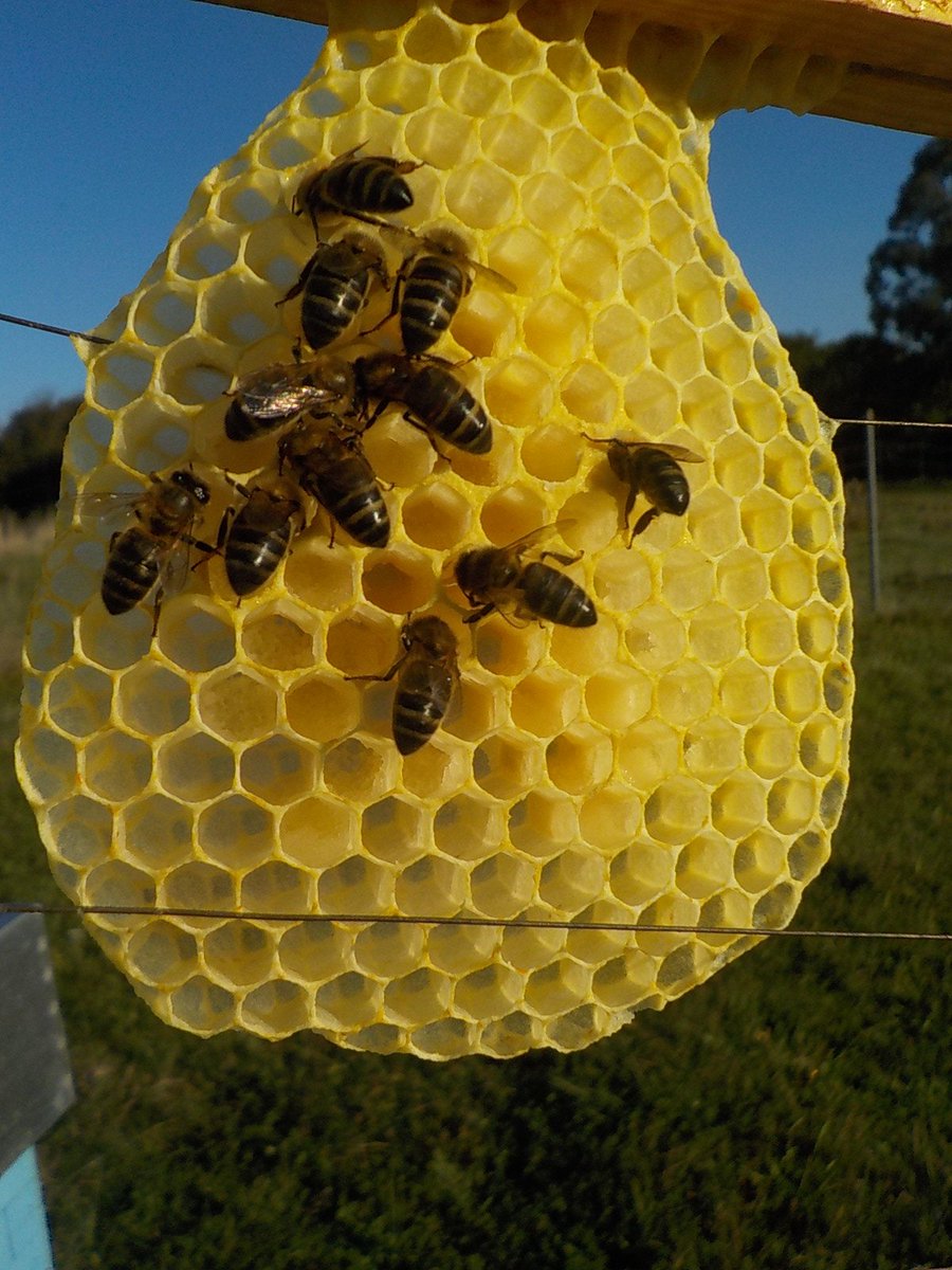 colmenesdetate's tweet photo. Día de visita a las abejas en Piedra Corral, y ver este resultado nos encanta¡¡¡ 👍😉🐝 #colmenesdetate #abejas #colmenas #miel #naturaleza #laperfeccionexiste #abejasperfectas #visitasmolonas #visitaruncolmenar #experiencias https://t.co/e6rRBKTLNK