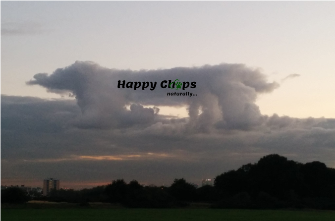 happych0ps's tweet photo. #happychops is upgrading its computer systems.
We are now cloud based! 💻☁️
https://t.co/GYQLFSSoz6 🐾
#happydog #healthydog #dogsofkent #dogsofinstagram #thanet #jointherawvolution @TheGoodDogGuide https://t.co/j351KtqMDA