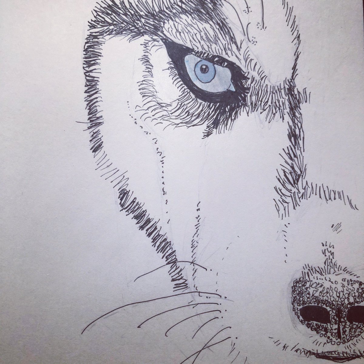 Day 6: H U S K Y

#inktoberday6 #inktober #inktober2019 #inktoberday6