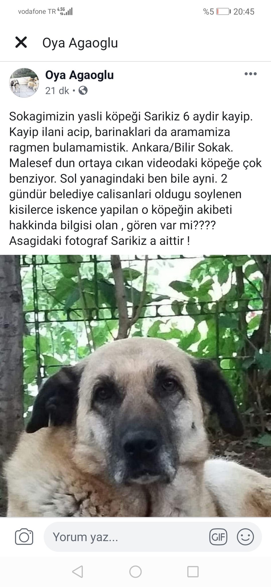 Onnumara On Twitter Bu Kopegin O Kopek Olma Ihtimali Var Gozler Dudaklardaki Beyazliklar Yanaktaki Siyahlik