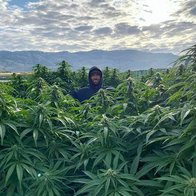 waldencannabis's tweet photo. We’re pretty stoked on our 2019 vintage of Middlefork. Can’t wait to share it with you! #middlefork #dutchberry #mmj #cannabis #cannabiscommunity #cannabisculture #cannabisgarden #cannabisfarm #cannafam #mmj #mondaymotivation #motivatedstoners #regenerat… https://t.co/HAn8K7zCTZ https://t.co/cYQJlKI16I