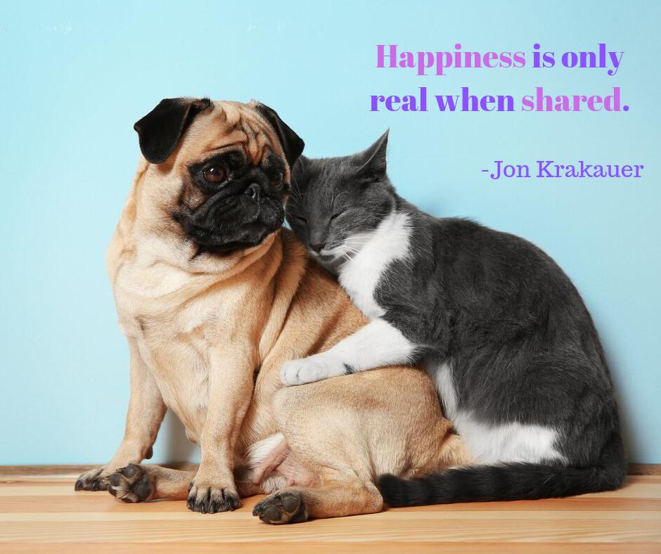 AHosp_WVL's tweet photo. Animal safety doesn't stop at providing the best care for your beloved pet. It begins when you open your heart and home. Do you have a pet care tip that you’d like to share?  🐶 🐱 https://t.co/h8buzYNp3H