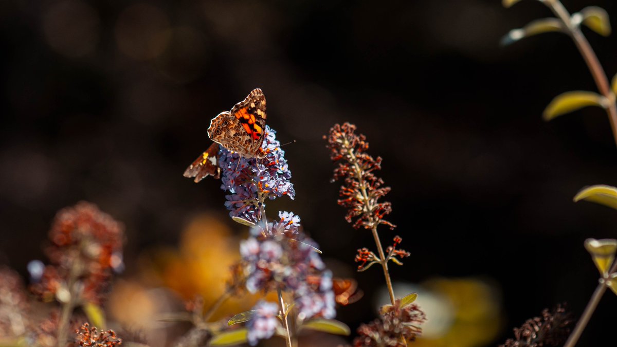 ParableV's tweet image. 