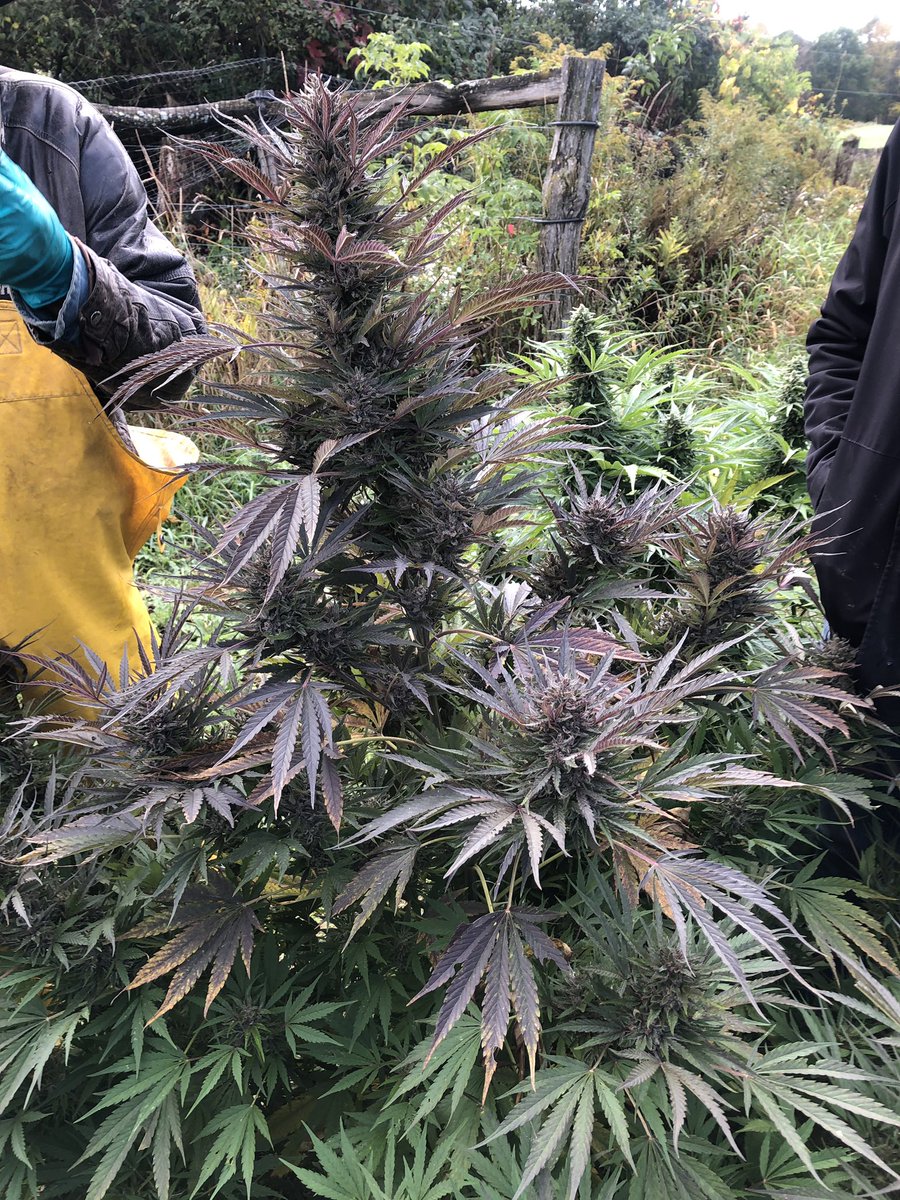 NVPolsinelli's tweet photo. A beautiful sight at @FarmOrganicNY. First hemp harvest. #partnership #nys #hemp #cbd #organic @Polsinelli_PA @RADSoap https://t.co/E938GIAcvx