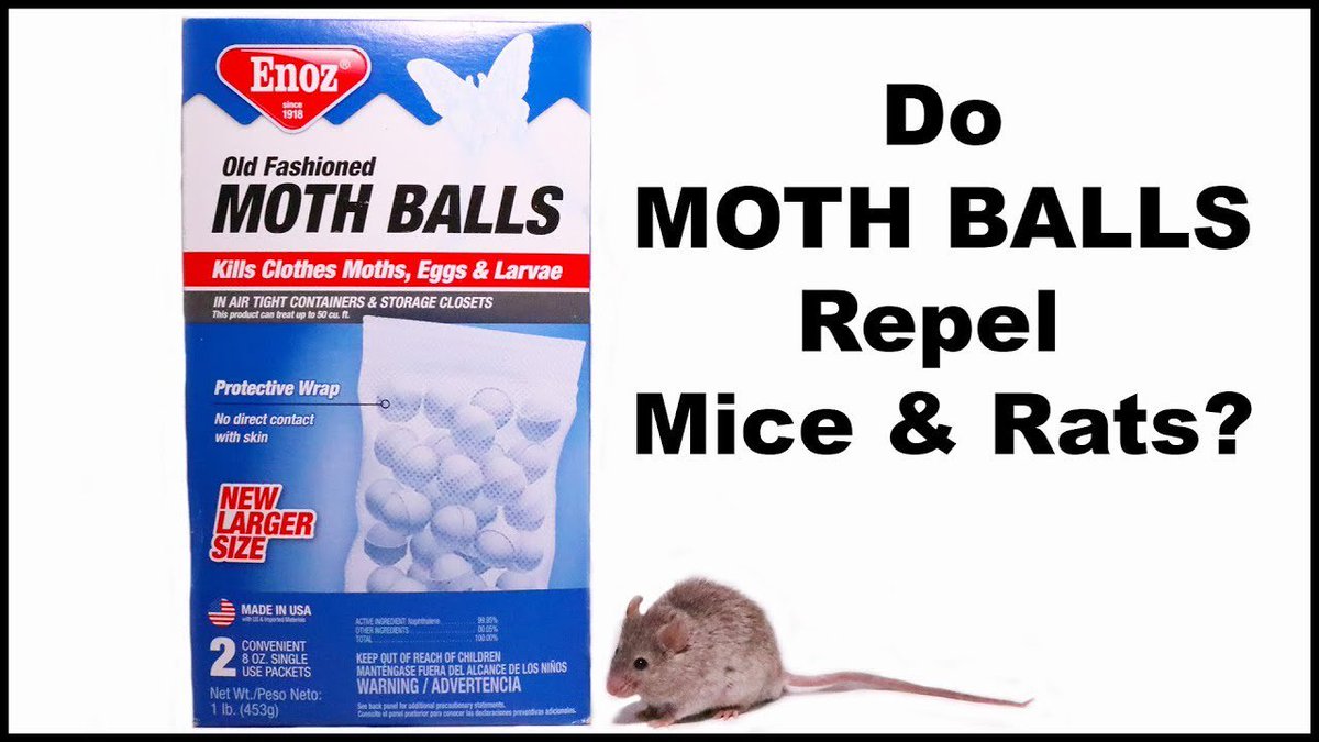Do Mothballs Get Rid Of Rodents