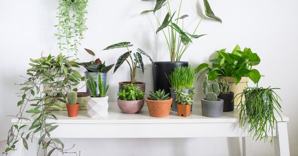 ModKidsDesign's tweet image. With cooler weather and shorter days, your indoor plants could use a little help getting ready for the new season. bit.ly/2IvCYho
