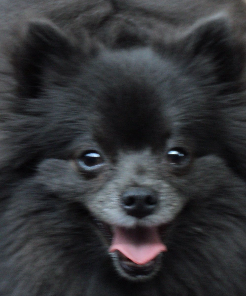 akonapet's tweet photo. September 28, Roxie the Pomeranian and Steve Finau, arrived in Honolulu from Cleveland.
Aloha AkonaPet!!! https://t.co/D2XRjgiKbf