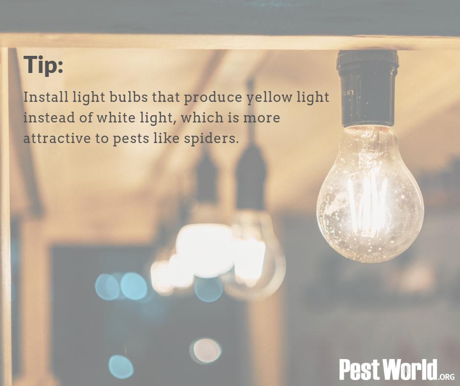 Certain #pests are known to congregate around light sources, but one change can help make a difference. #Tip