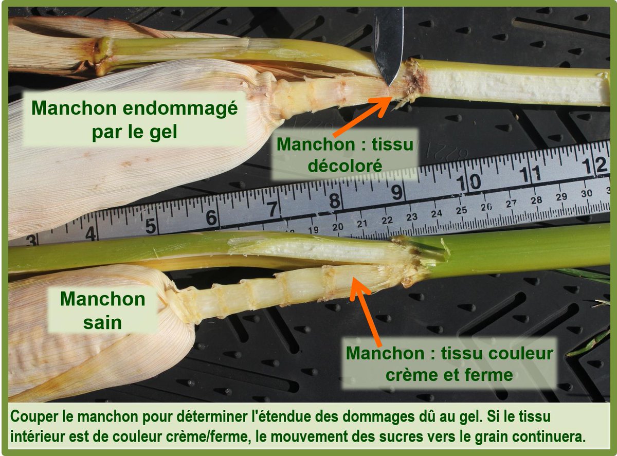 Le gel dans l'Est de l'ON samedi matin a été dommageable, mais … dans un nombre de champs de maïs, seul les feuilles ont été gelées. Déterminer l'étendue des dégâts causés par le gel en examinant le tissu intérieur de la tige et du manchon de l’épis de maïs.