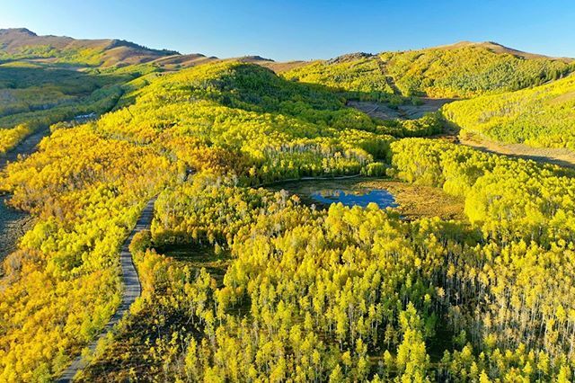 I took the drone out for a spin yesterday. Yellows in Midway at poppin’! #aerial #drone #autumn #fallcolors #midway #utah #photographer ift.tt/2OtOyhc