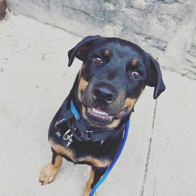 Opportunity Barks tweet media