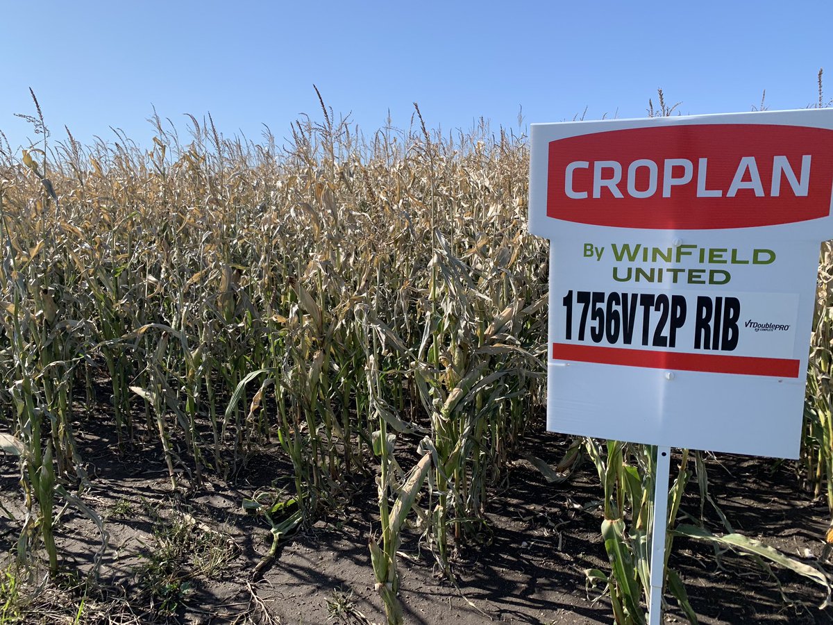CROPLAN corn hybrids in Boissevain looking great! Ask about where you can get your CROPLAN corn today!! #WinField thanks <a href="/DoubleDiamondAg/">Double Diamond</a> and <a href="/druman6/">arthur bell</a> for a fantastic corn plot!