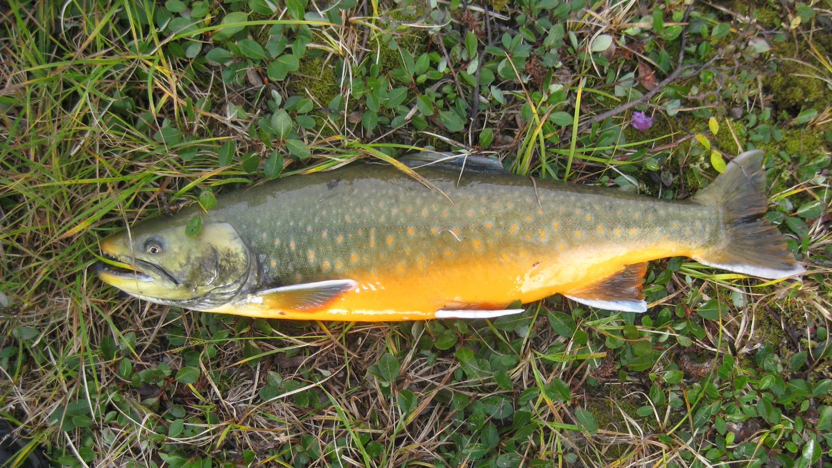 State Fisheries Genomics Lab tweet media